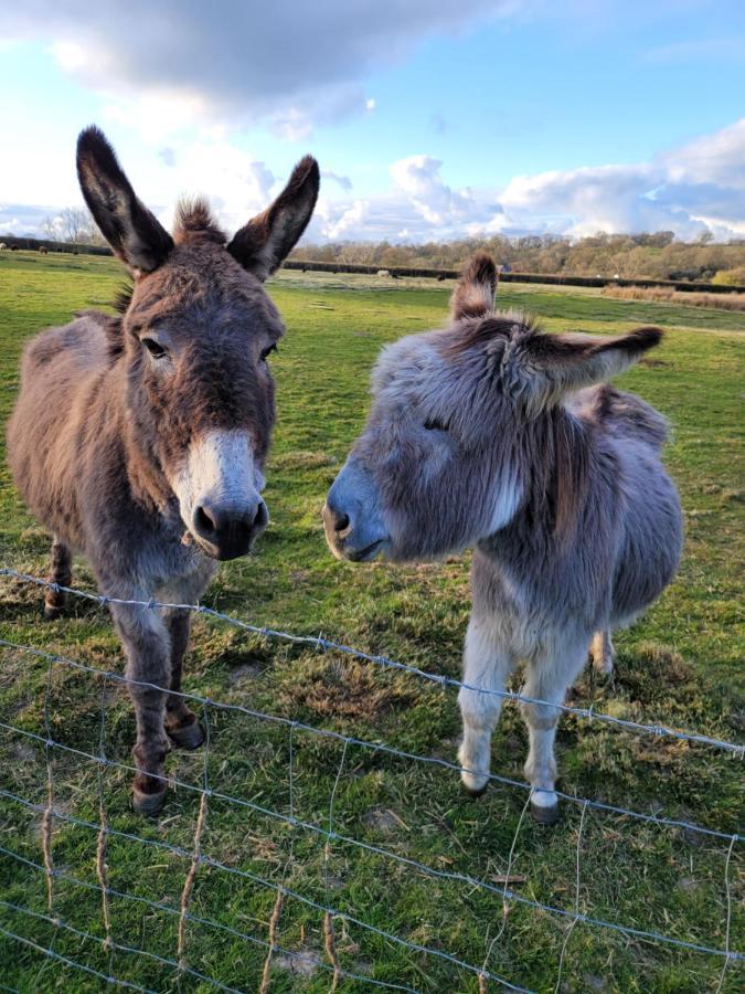 Budget Stay, In Lovely Private Setting With Rustic Charm, Log Burner, Fire Pit, Campers Kitchen & Eco Loo No Bedding Supplied Narberth Buitenkant foto